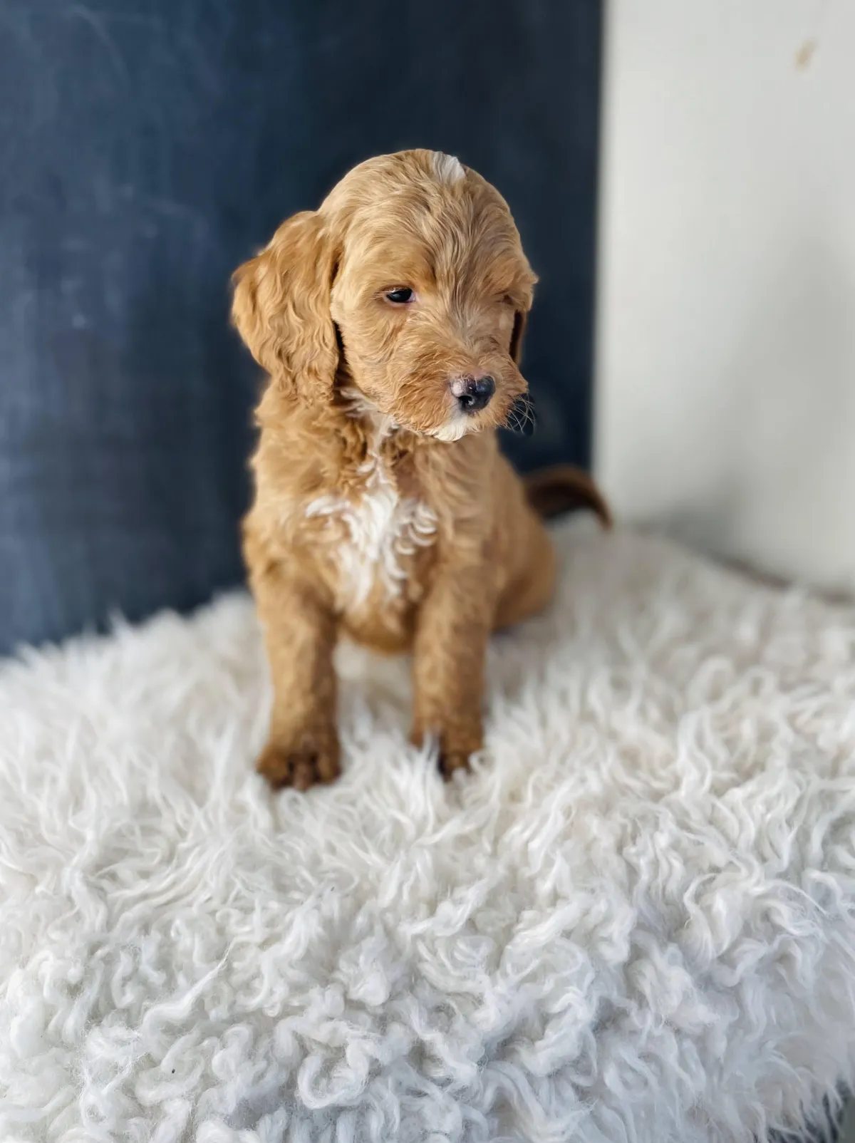 goldendoodle, mini goldendoodle, teddybear goldendoodle, poodle mix