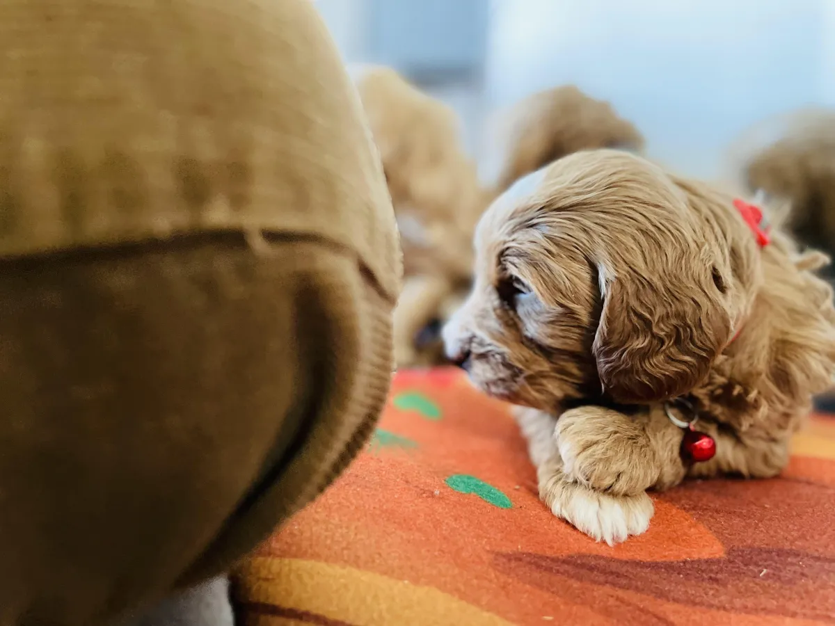 goldendoodle, mini goldendoodle, red goldendoodle, 