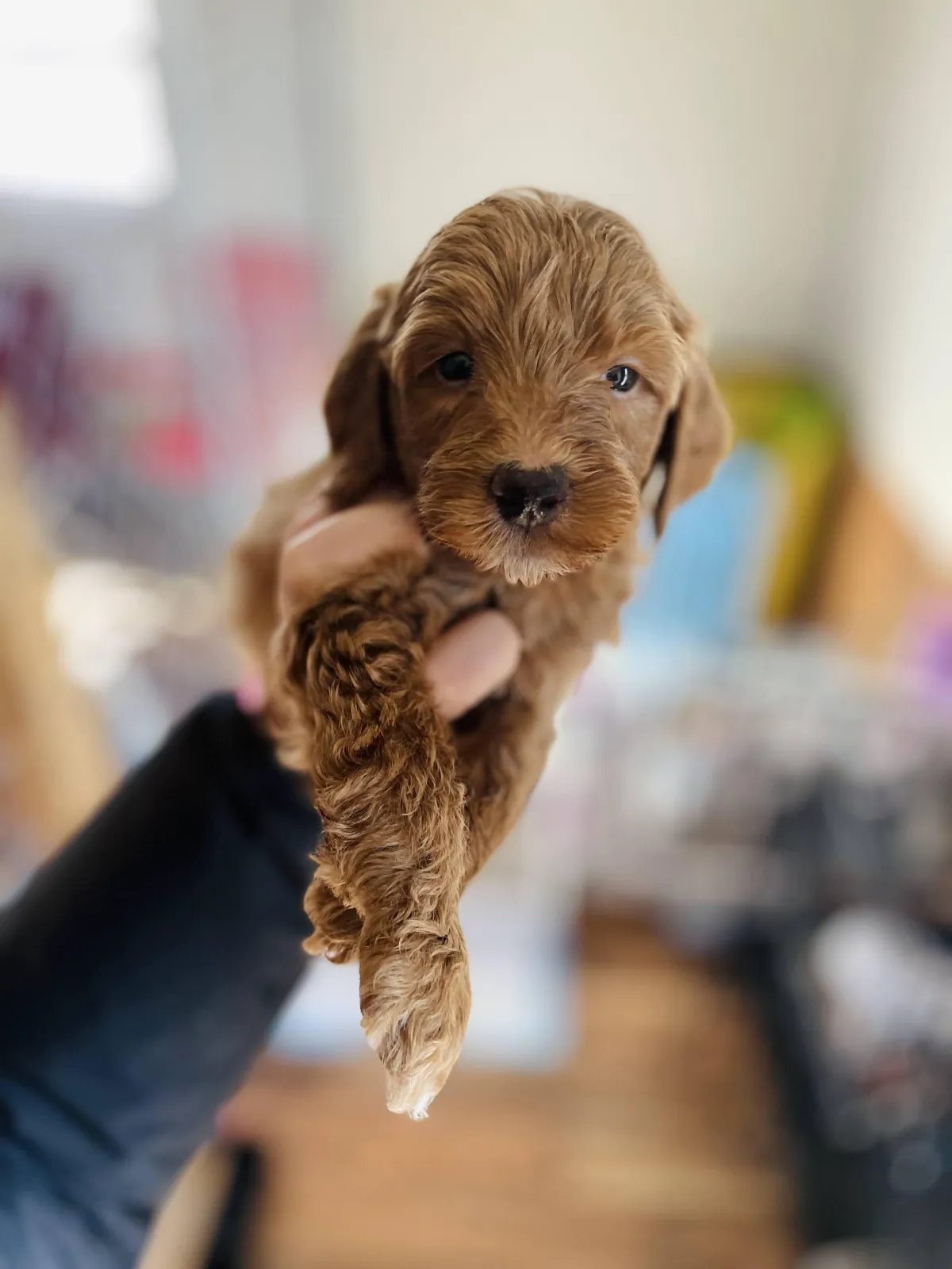 goldendoodle, mini goldendoodle, red goldendoodle, 