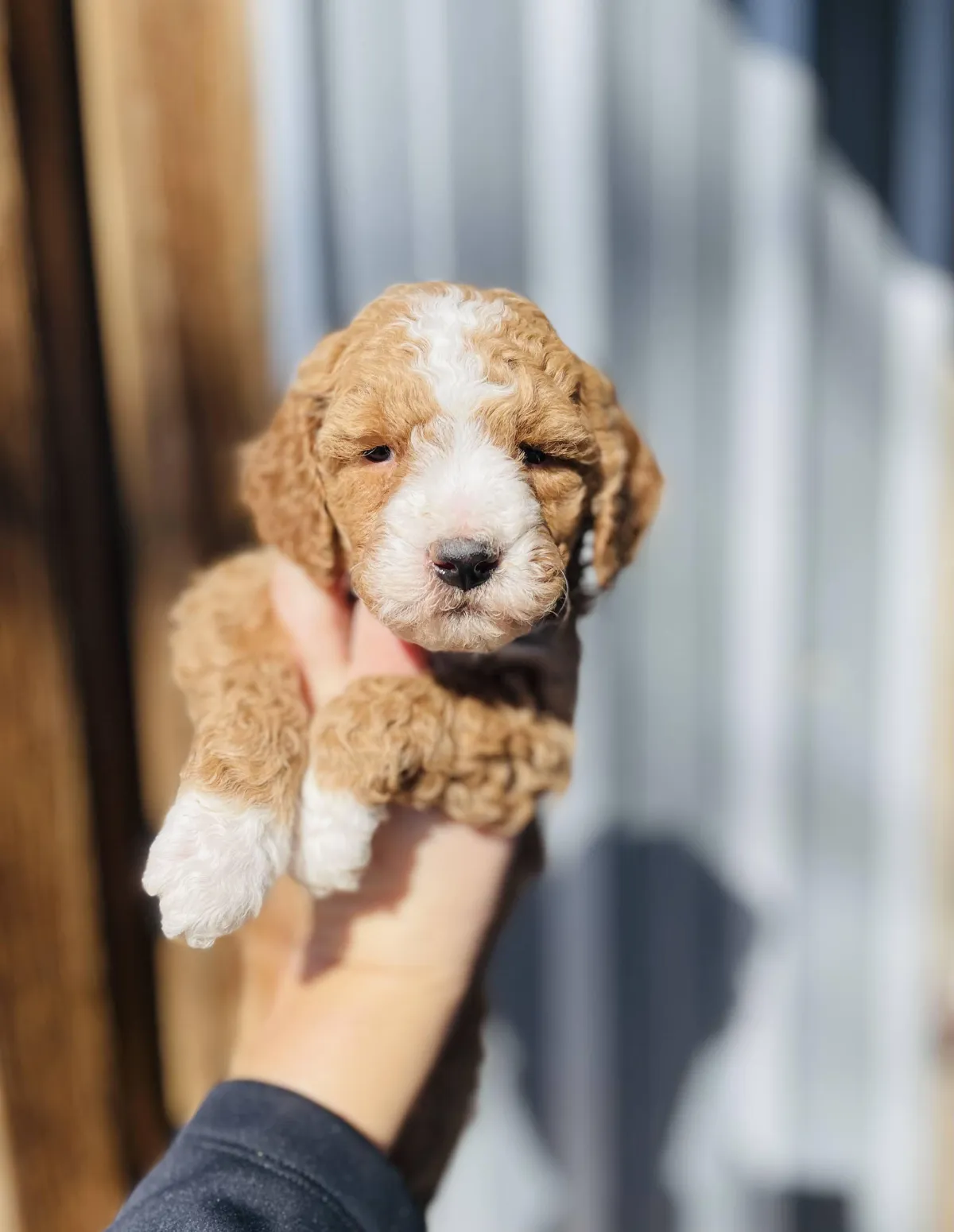 goldendoodle, mini goldendoodle, teddybear goldendoodle, poodle mix