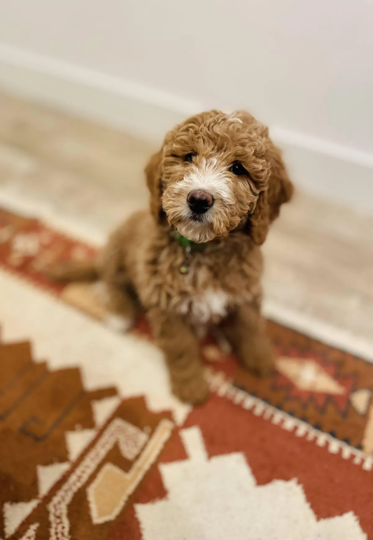 goldendoodle, mini goldendoodle, teddybear goldendoodle, poodle mix