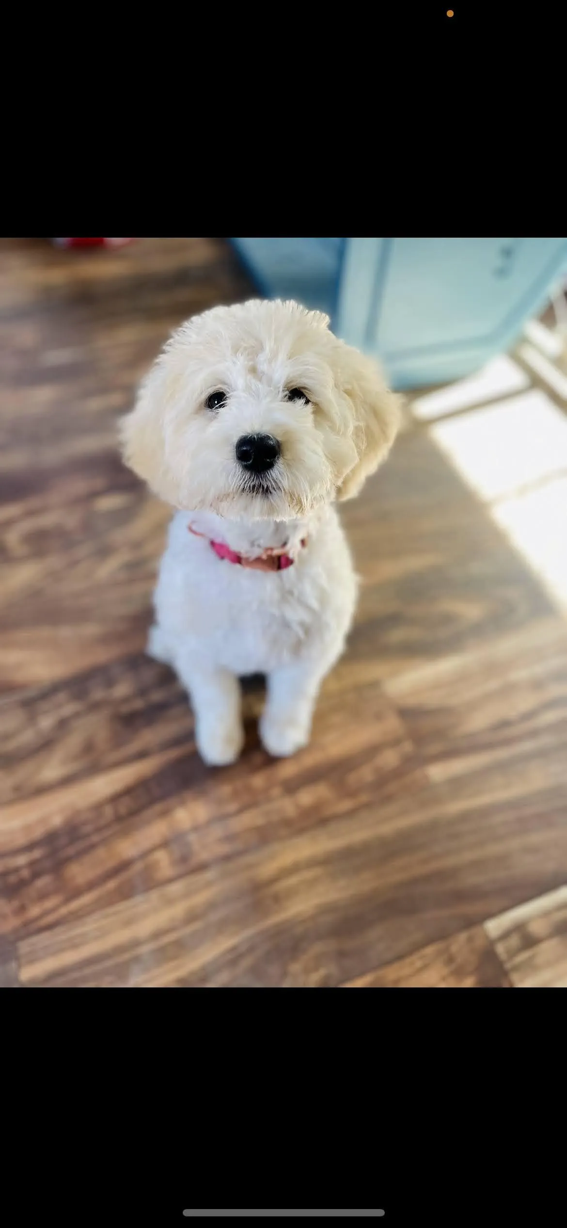 goldendoodle, mini goldendoodle, teddybear goldendoodle, poodle mix