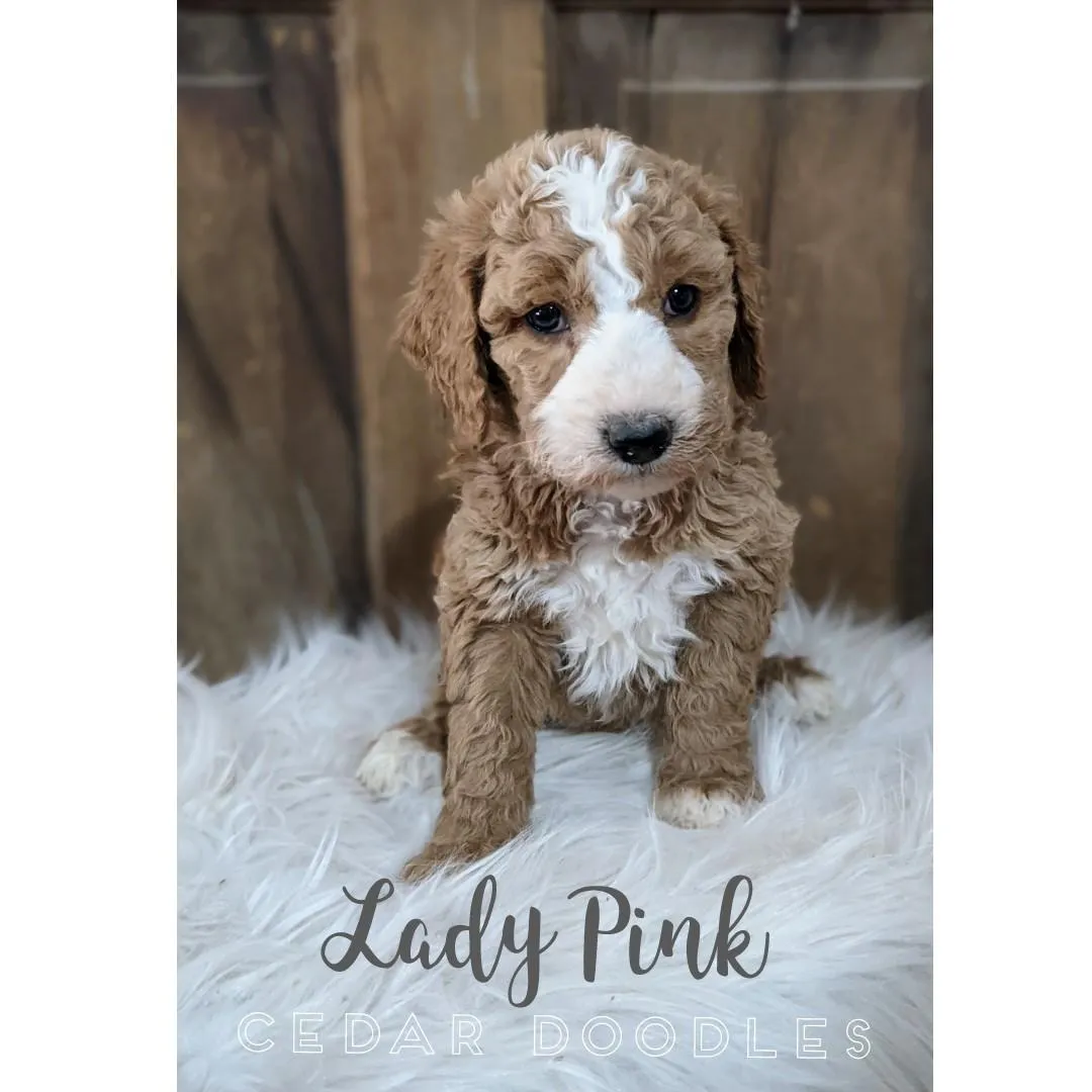 goldendoodle, mini goldendoodle, teddybear goldendoodle, poodle mixgoldendoodle