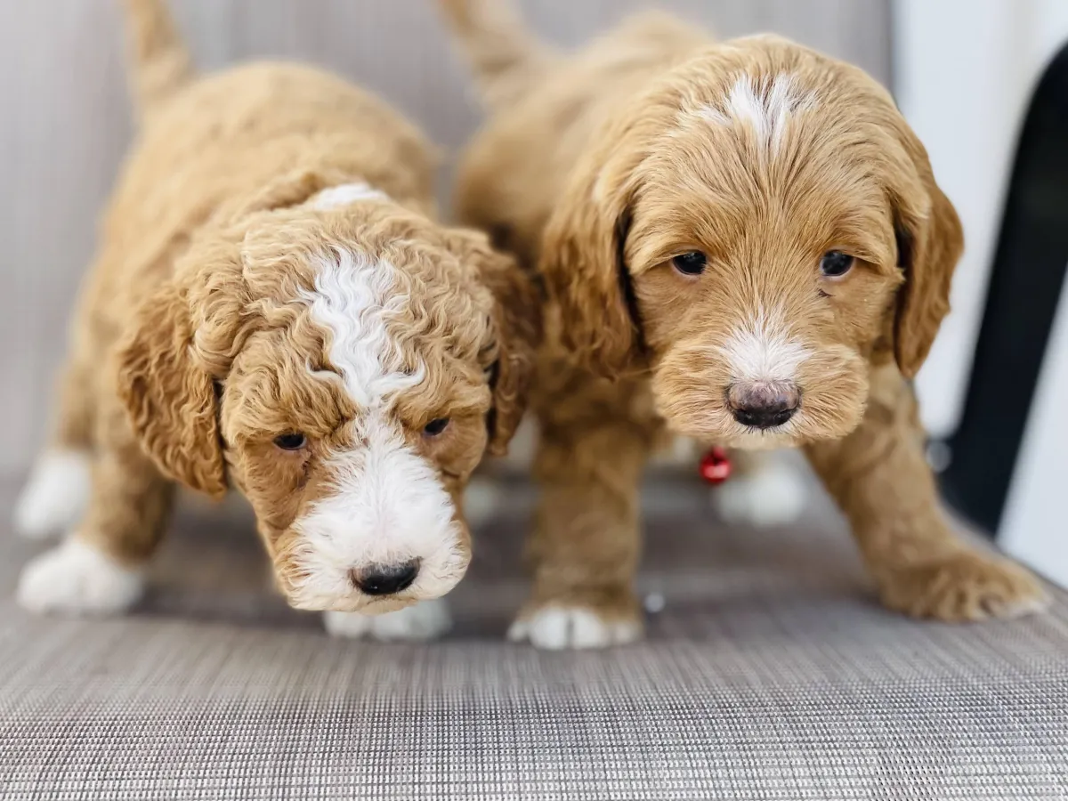 goldendoodle, mini goldendoodle, teddybear goldendoodle, poodle mixgoldendoodle