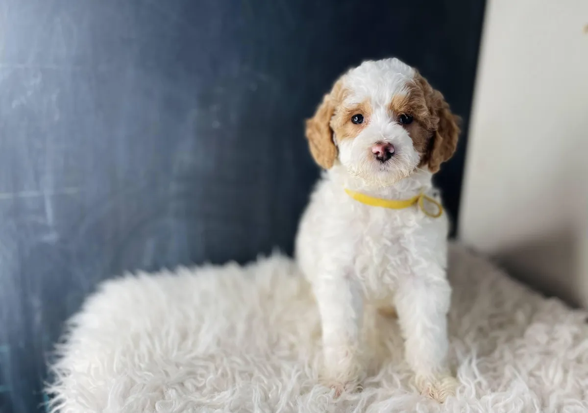 goldendoodle, mini goldendoodle, teddybear goldendoodle, poodle mix