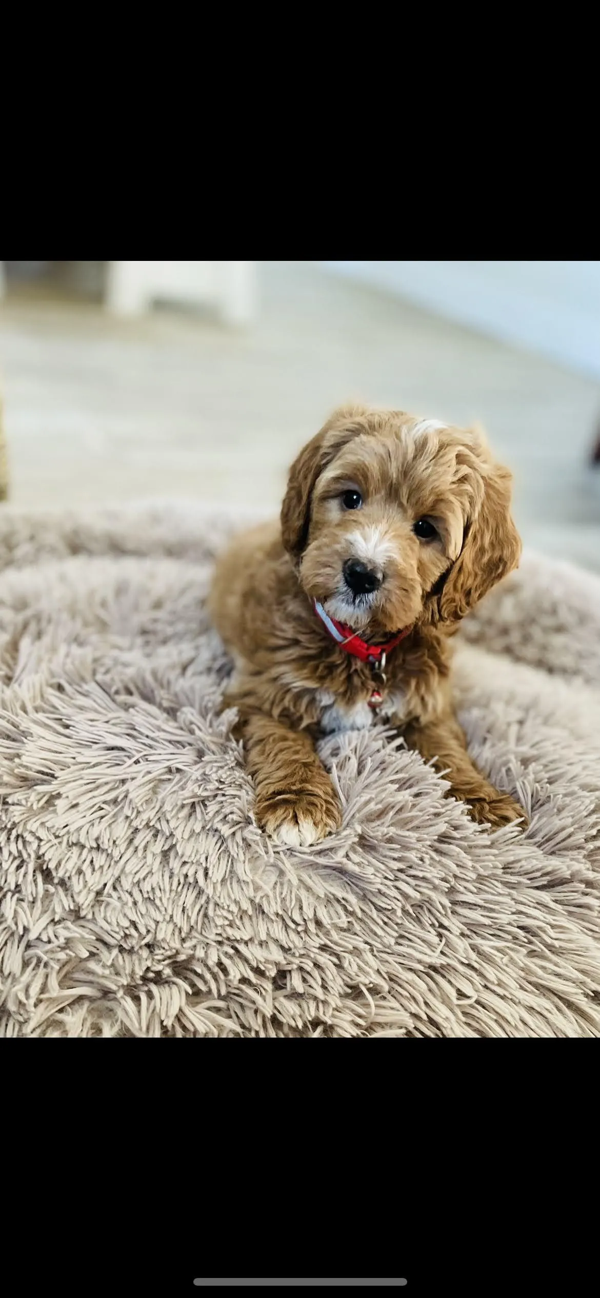 goldendoodle, mini goldendoodle, teddybear goldendoodle, poodle mix
