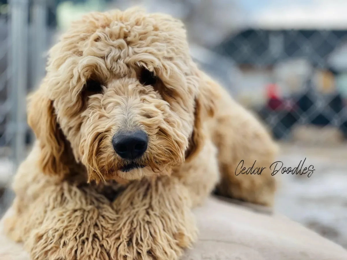 goldendoodle, mini goldendoodle, teddybear goldendoodle, poodle mix