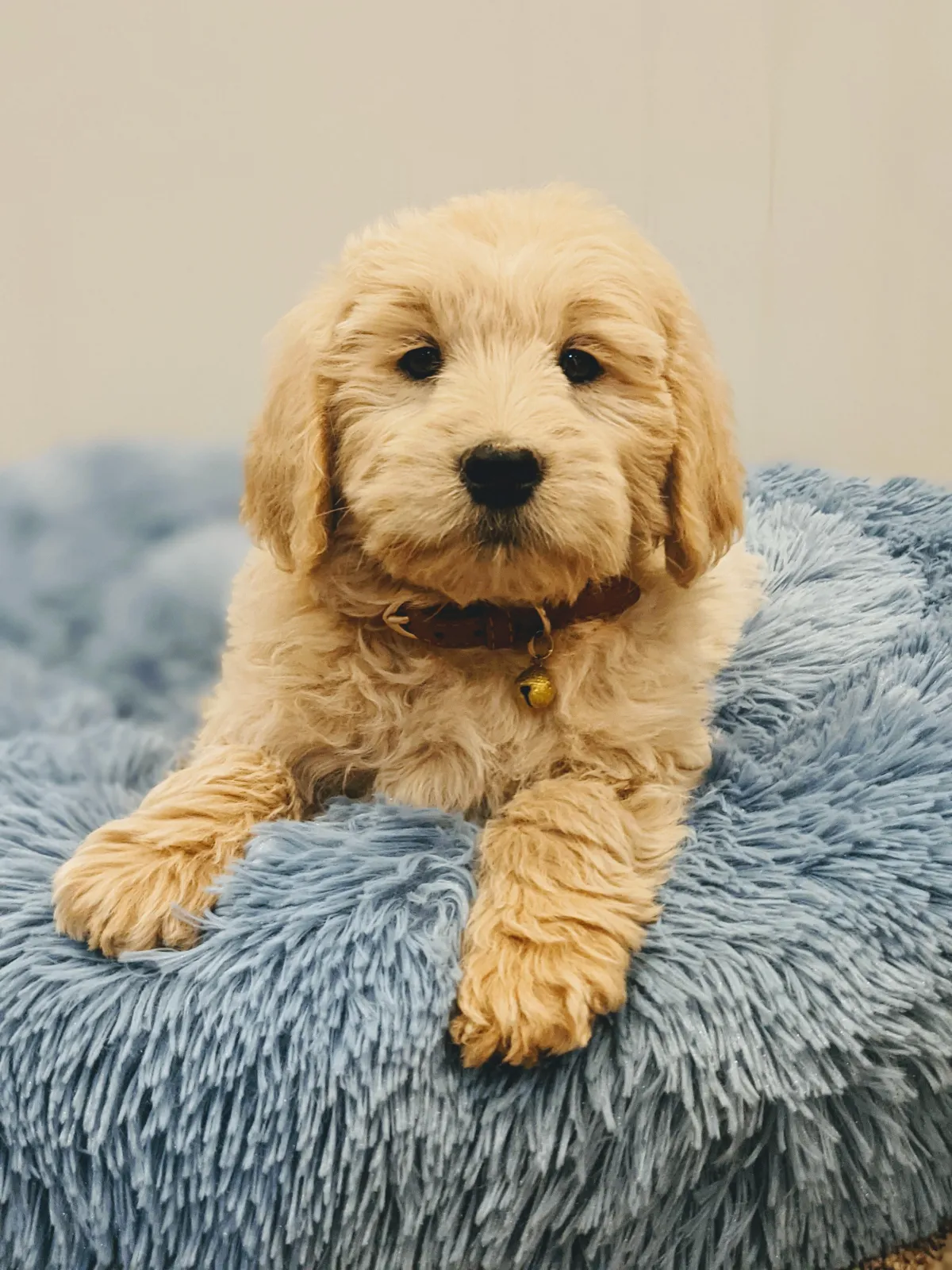 goldendoodle, mini goldendoodle, teddybear goldendoodle, poodle mixgoldendoodle