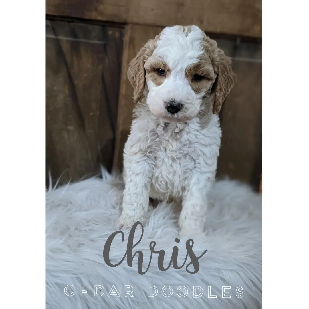 goldendoodle, mini goldendoodle, red goldendoodle, 