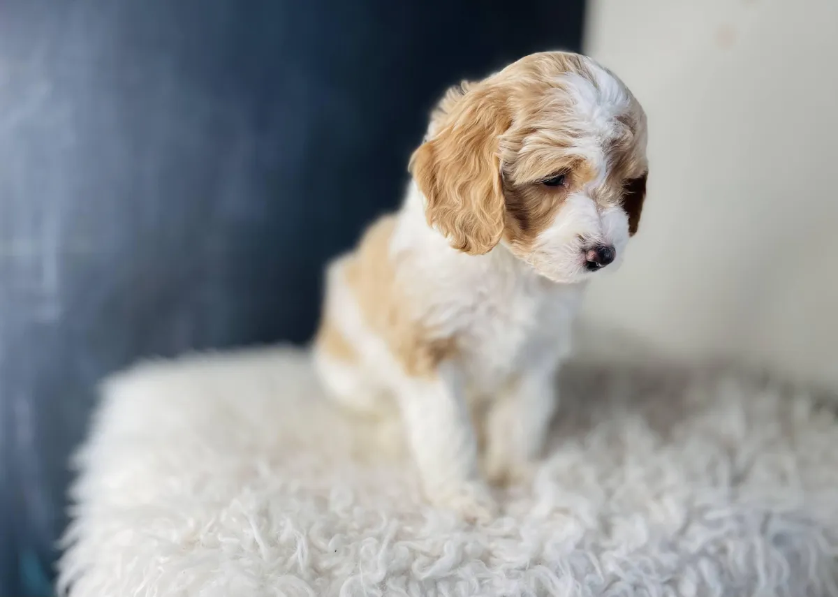 goldendoodle, mini goldendoodle, teddybear goldendoodle, poodle mixgoldendoodle
