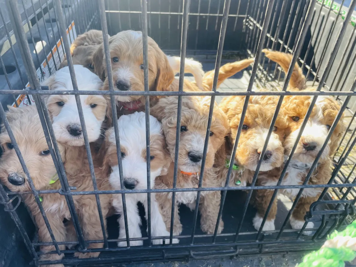 goldendoodle, mini goldendoodle, teddybear goldendoodle, poodle mix