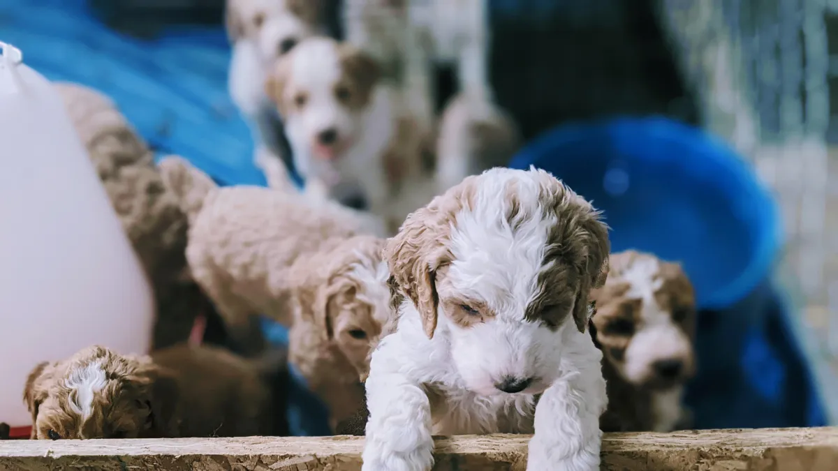 goldendoodle, mini goldendoodle, teddybear goldendoodle, poodle mixgoldendoodle