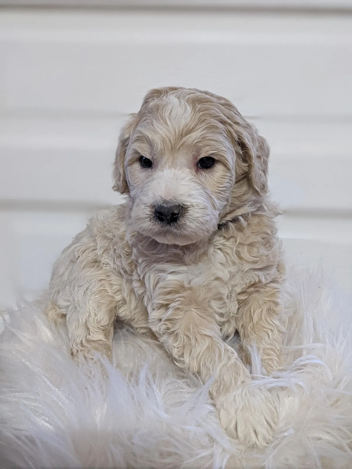 goldendoodle, mini goldendoodle, teddybear goldendoodle, poodle mix