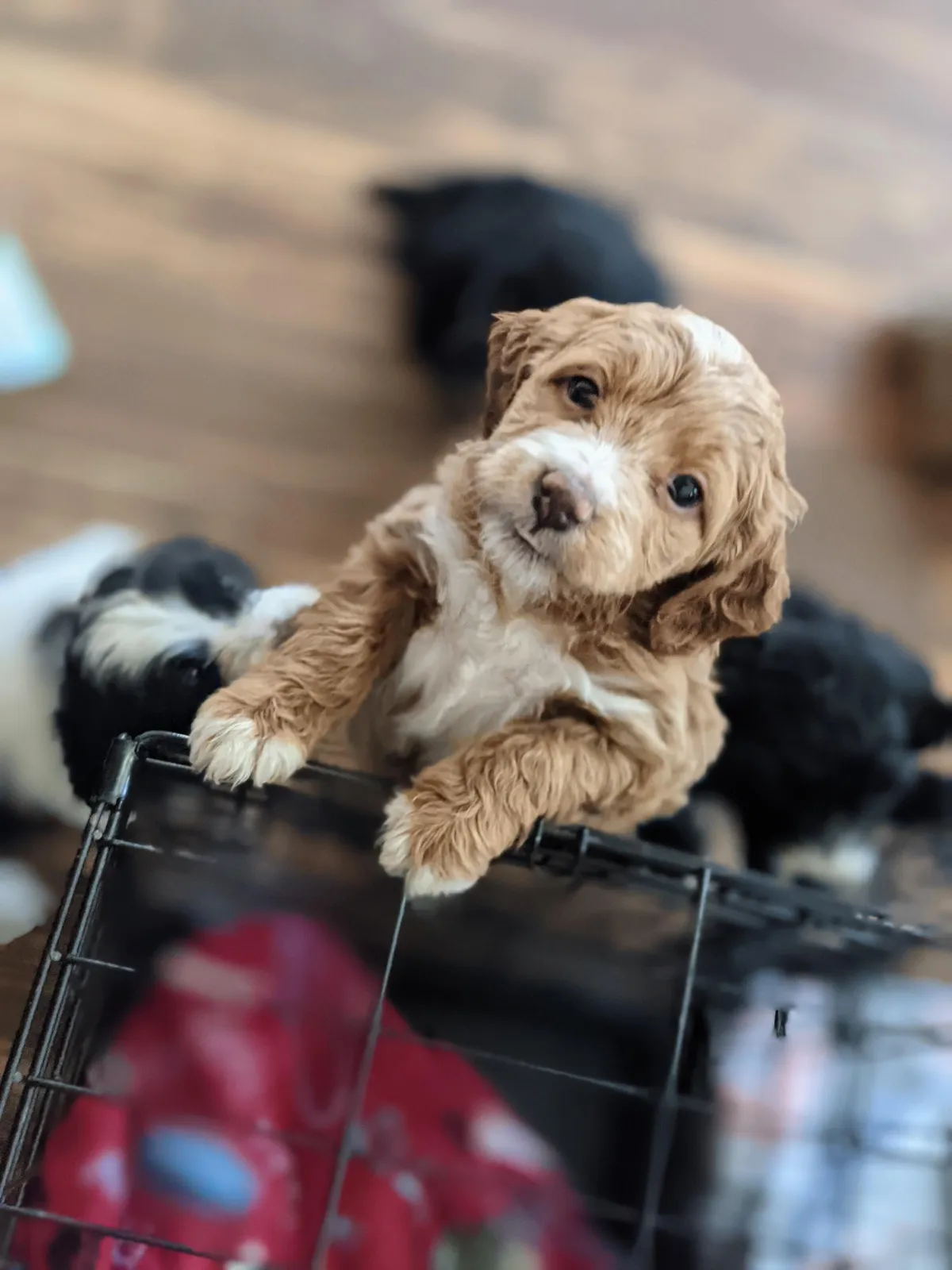 goldendoodle, mini goldendoodle, red goldendoodle, 