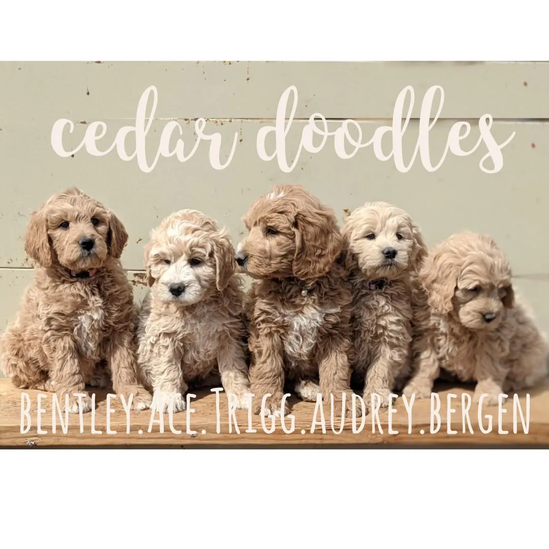 goldendoodle, mini goldendoodle, teddybear goldendoodle, poodle mixgoldendoodle