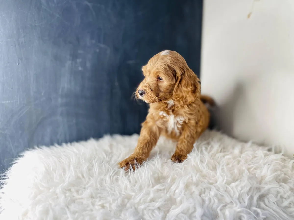 goldendoodle, mini goldendoodle, teddybear goldendoodle, poodle mix