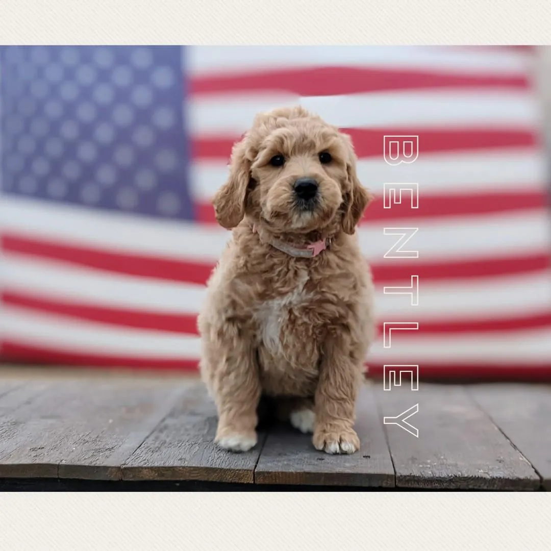 goldendoodle, mini goldendoodle, teddybear goldendoodle, poodle mix