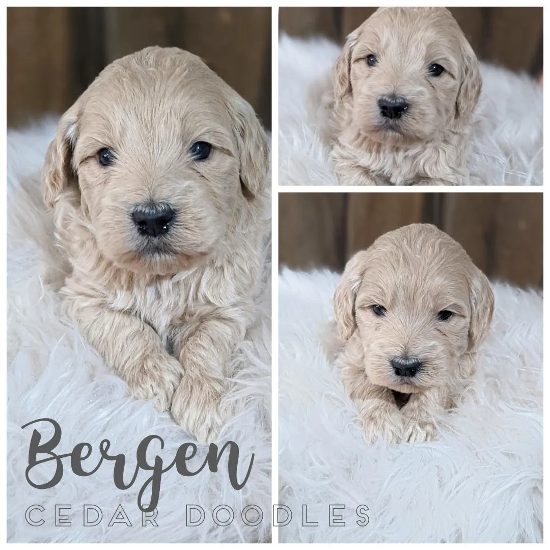 goldendoodle, mini goldendoodle, teddybear goldendoodle, poodle mixgoldendoodle