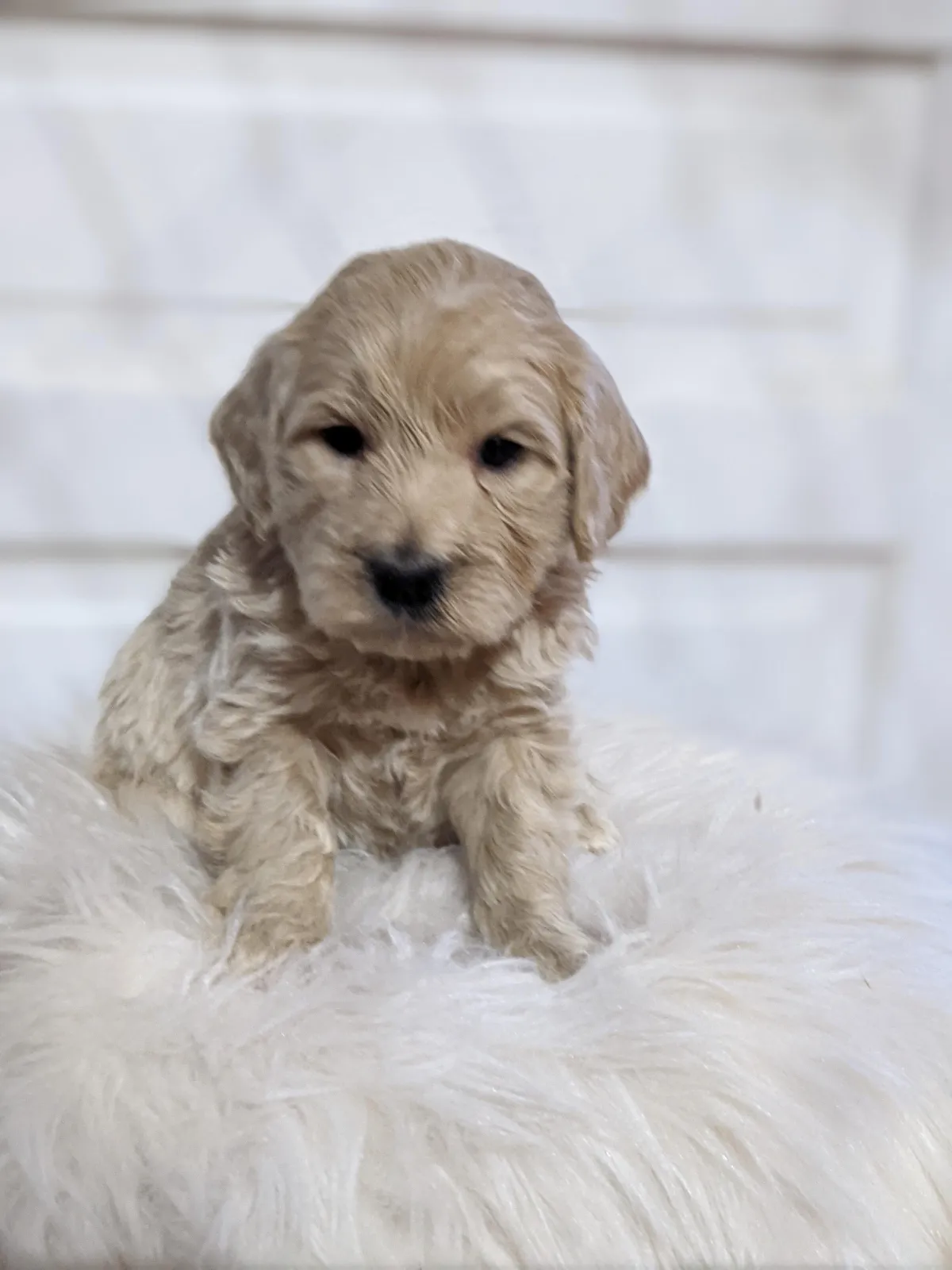 goldendoodle, mini goldendoodle, teddybear goldendoodle, poodle mix