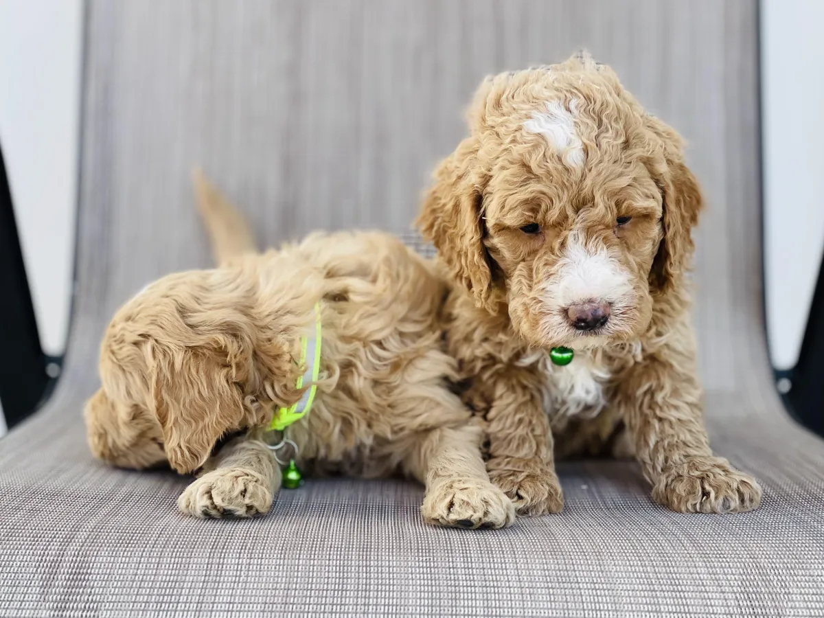 goldendoodle, mini goldendoodle, red goldendoodle, 