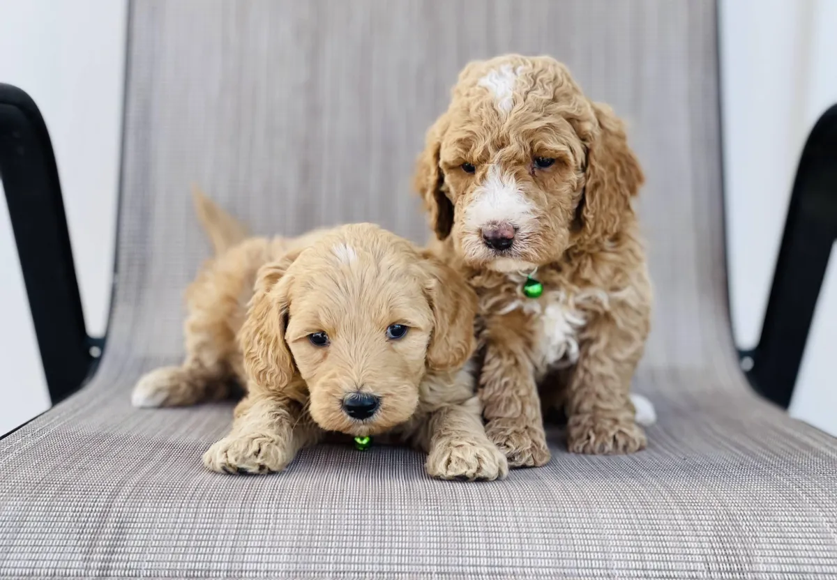 goldendoodle, mini goldendoodle, red goldendoodle, 