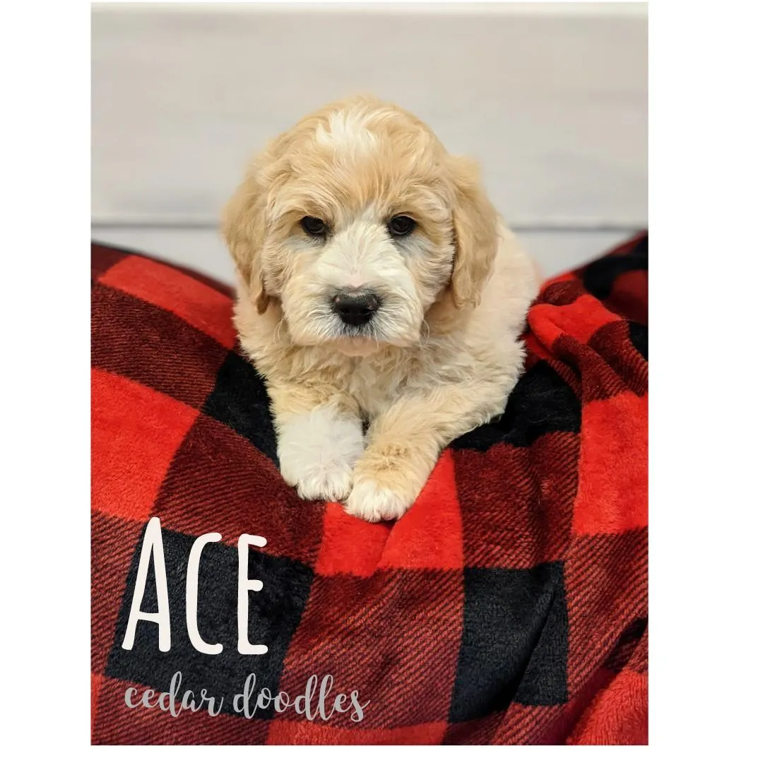 goldendoodle, mini goldendoodle, teddybear goldendoodle, poodle mix