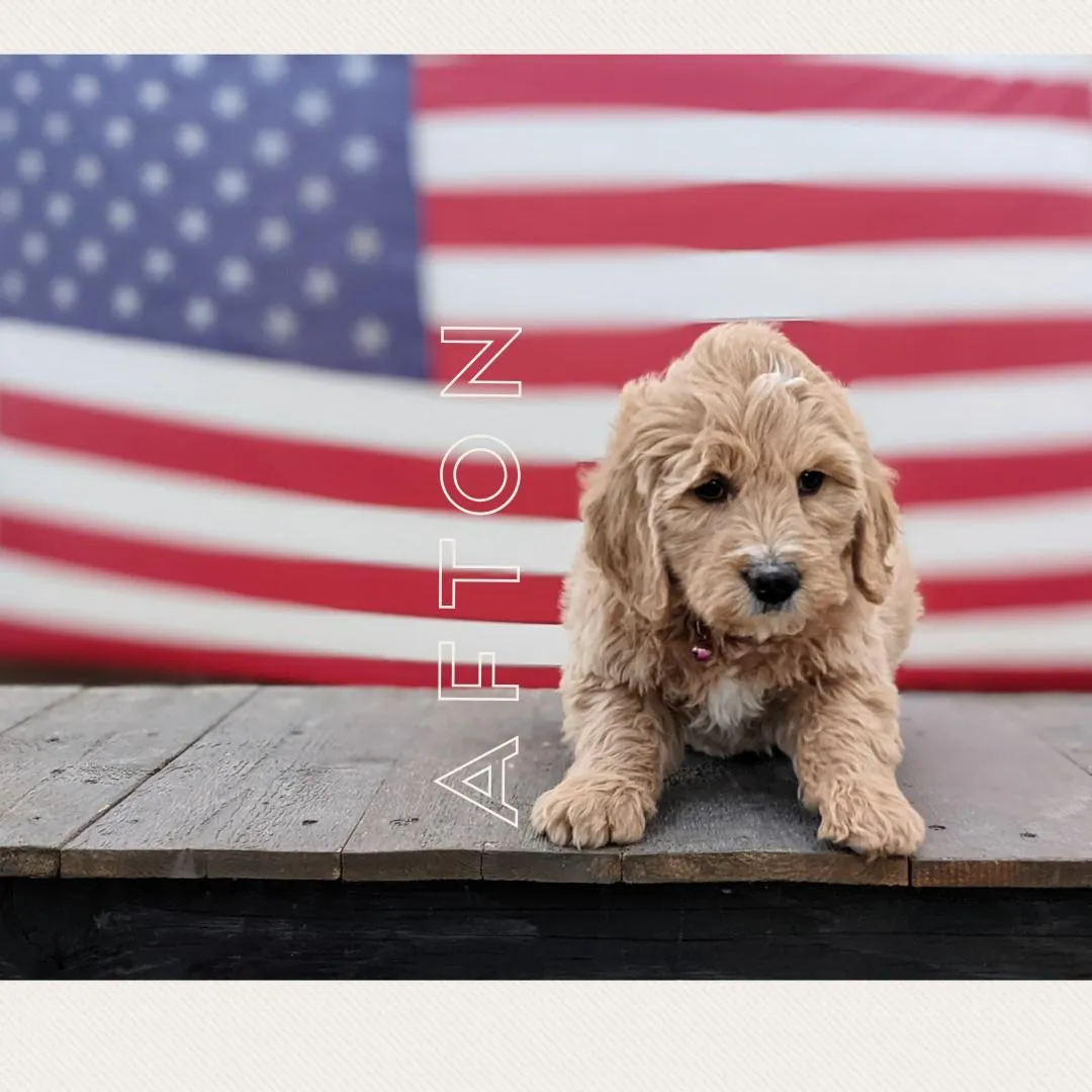 goldendoodle, mini goldendoodle, teddybear goldendoodle, poodle mixgoldendoodle