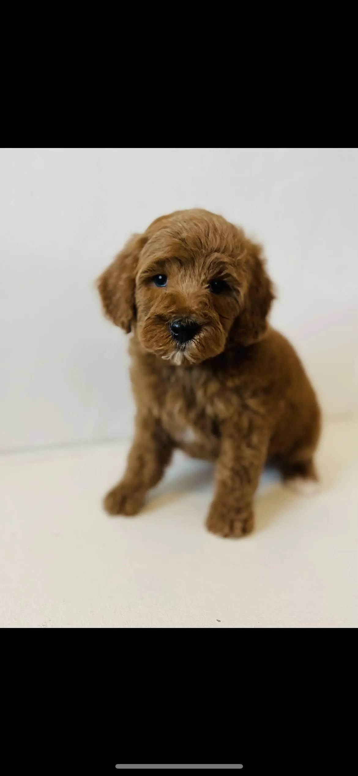 goldendoodle, mini goldendoodle, teddybear goldendoodle, poodle mix