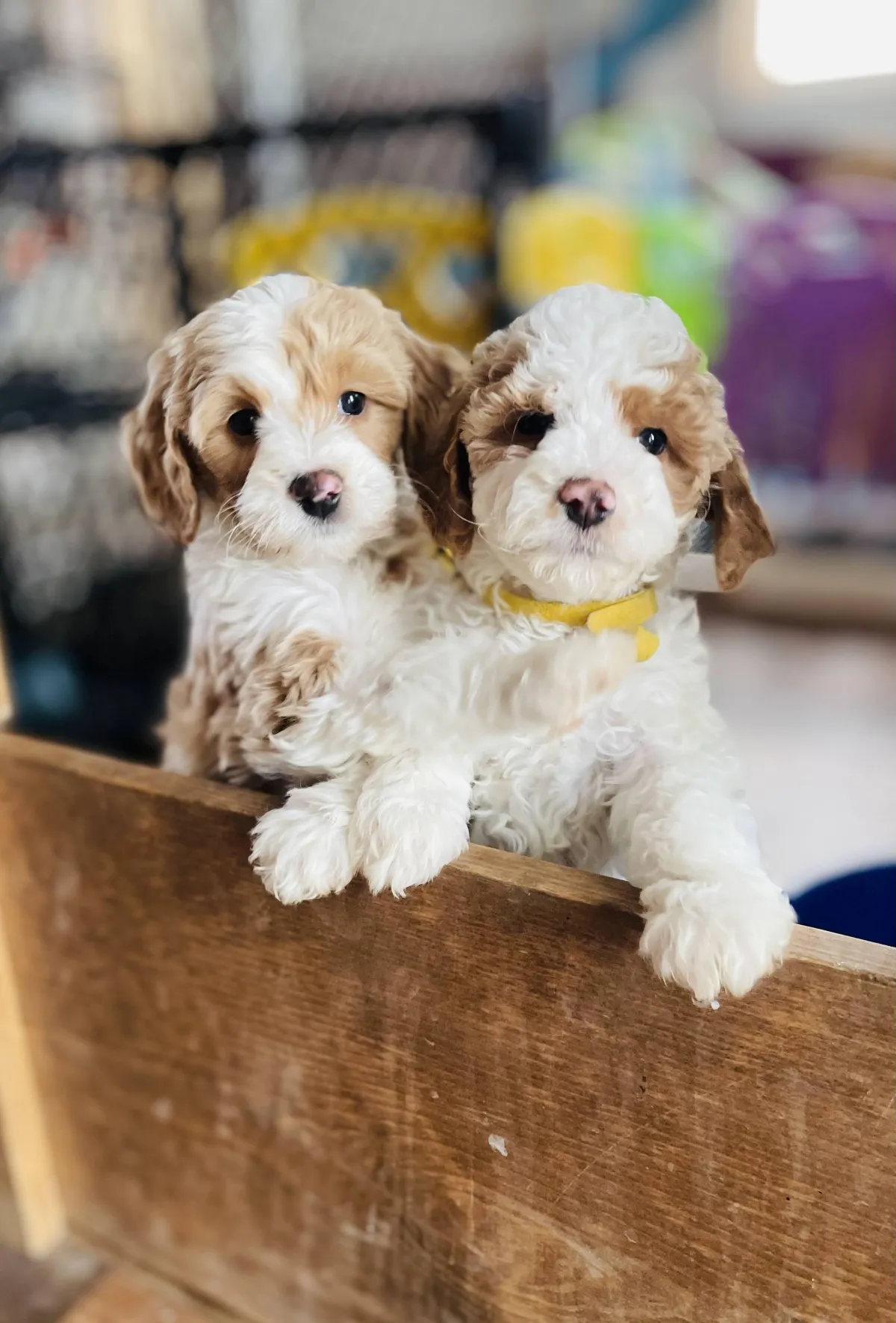 goldendoodle, mini goldendoodle, teddybear goldendoodle, poodle mix