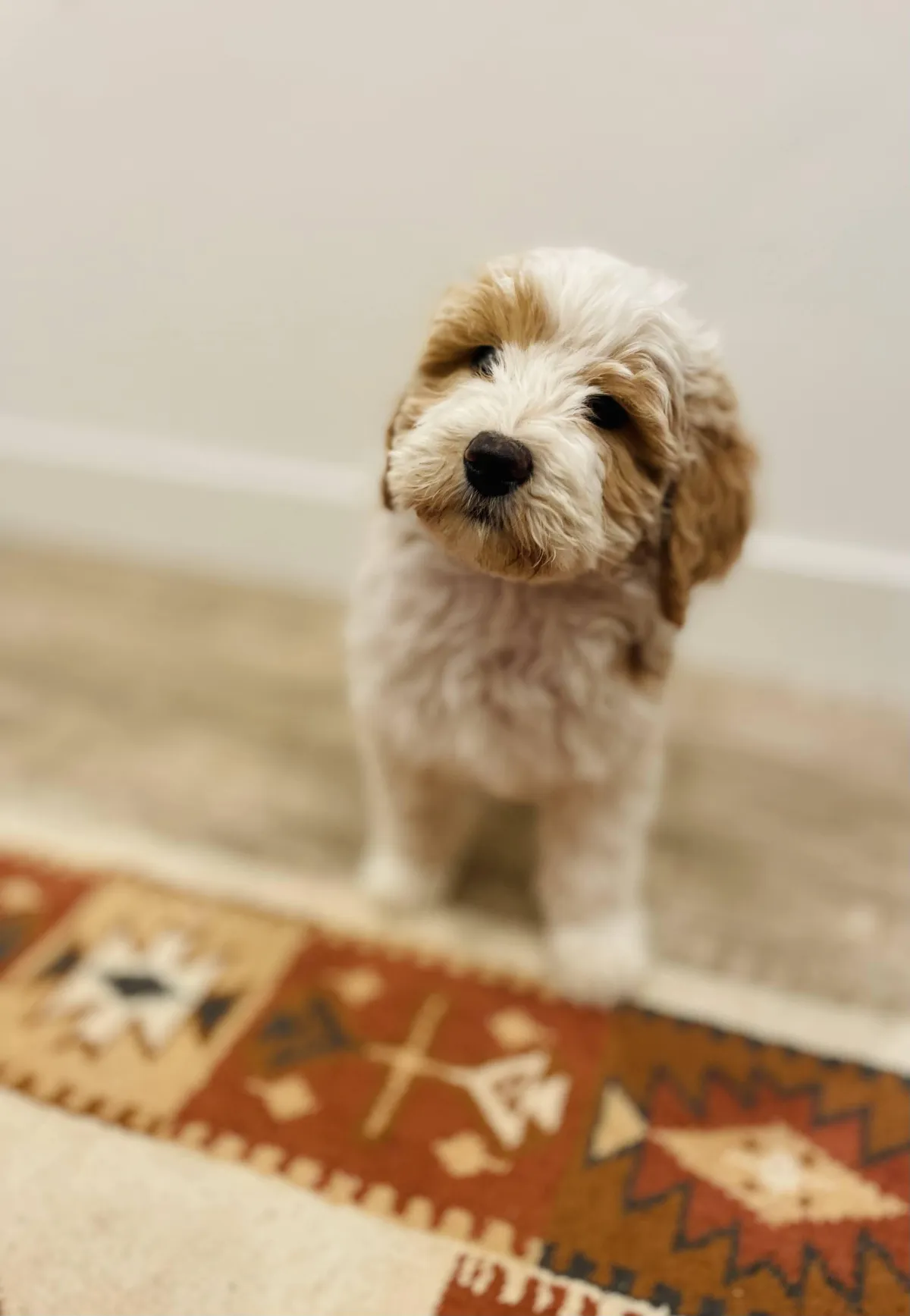 goldendoodle, mini goldendoodle, teddybear goldendoodle, poodle mix