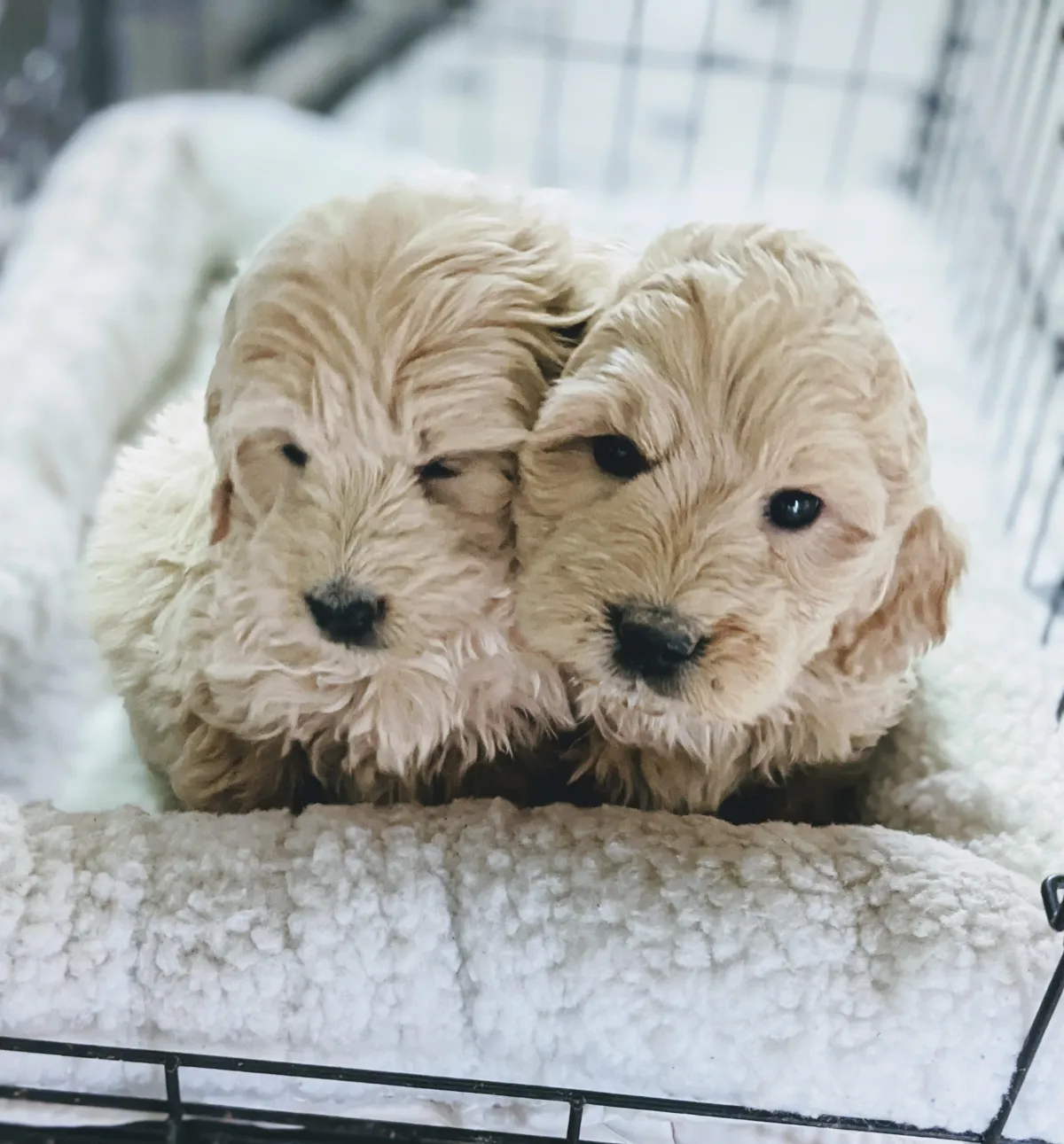 goldendoodle, mini goldendoodle, teddybear goldendoodle, poodle mix