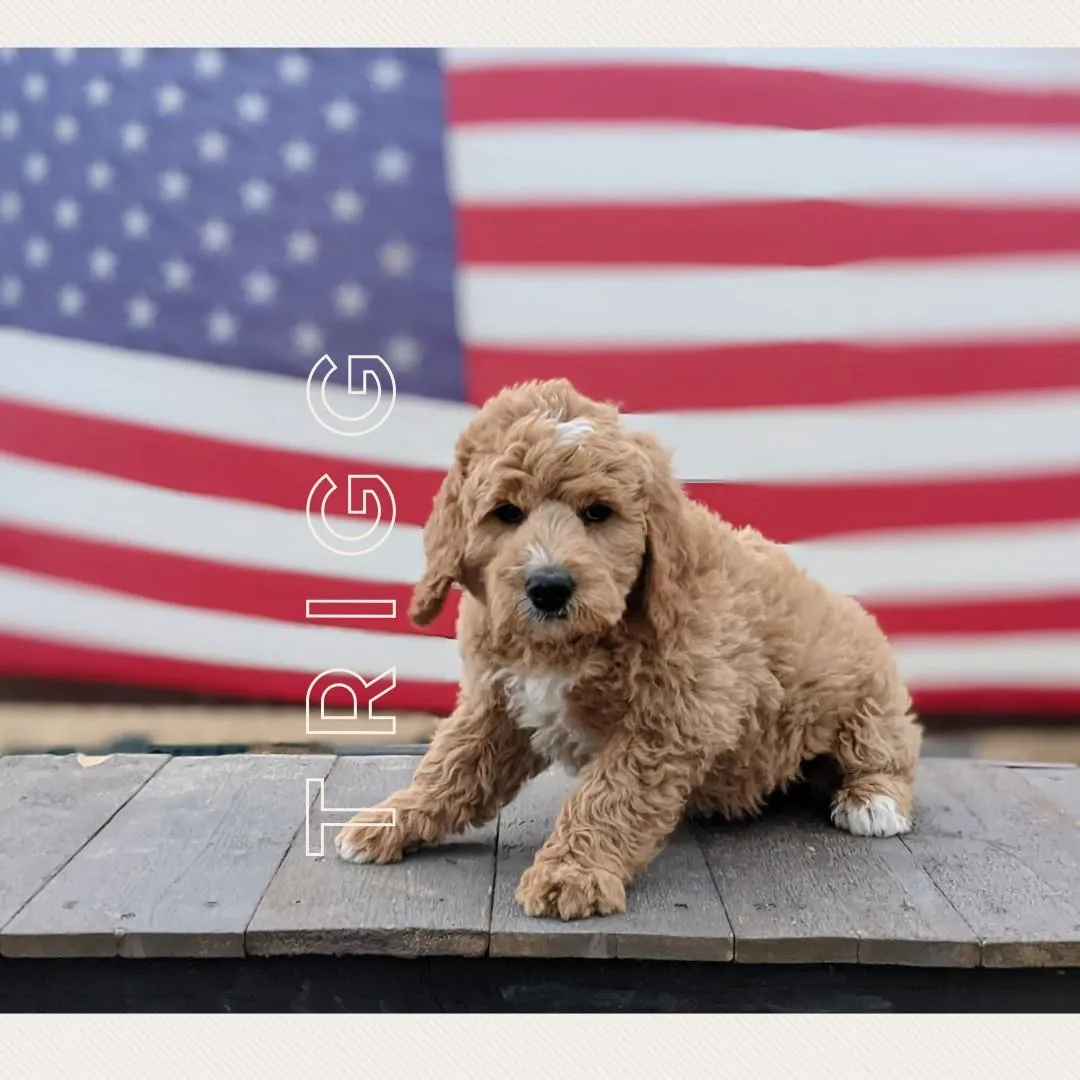 goldendoodle, mini goldendoodle, teddybear goldendoodle, poodle mix