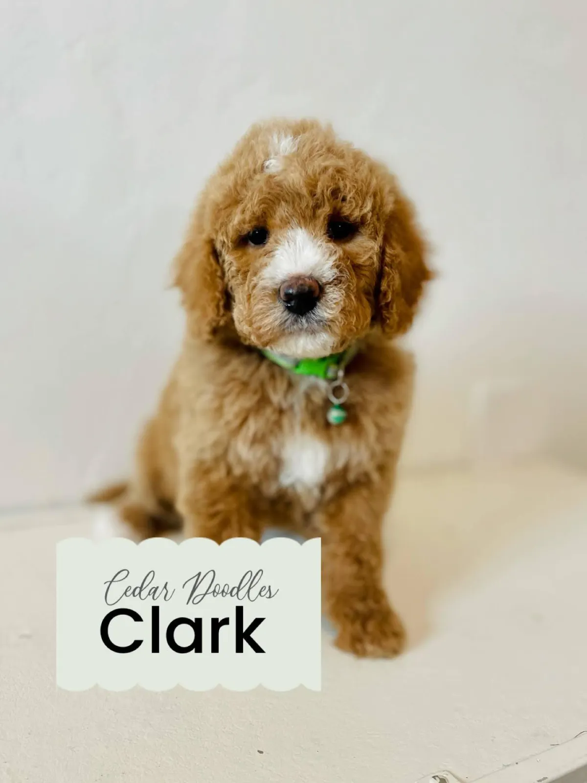 goldendoodle, mini goldendoodle, teddybear goldendoodle, poodle mix