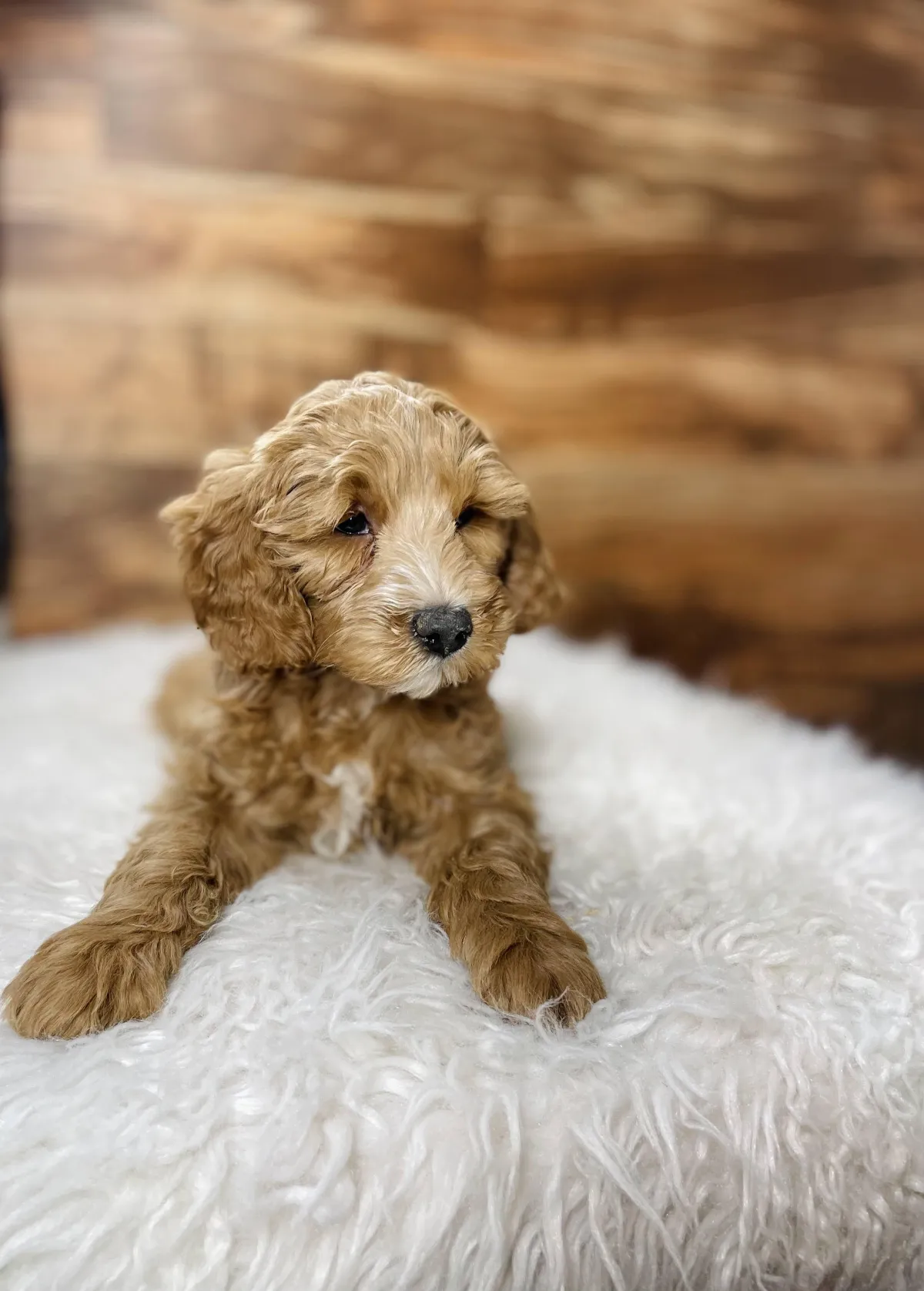 goldendoodle, mini goldendoodle, red goldendoodle, 