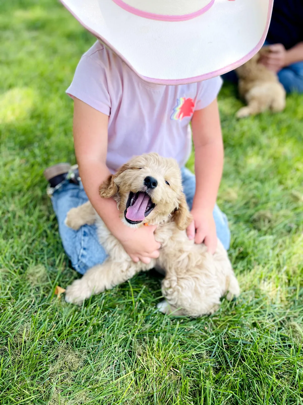 goldendoodle, mini goldendoodle, teddybear goldendoodle, poodle mix