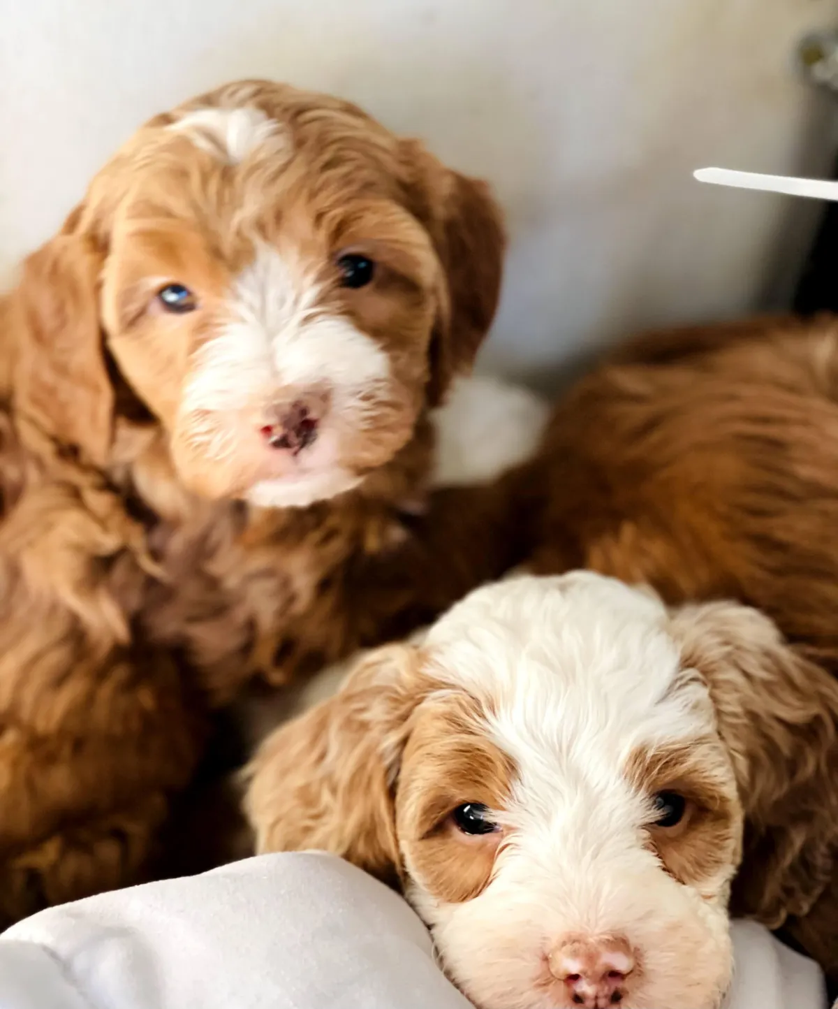 goldendoodle, mini goldendoodle, teddybear goldendoodle, poodle mix