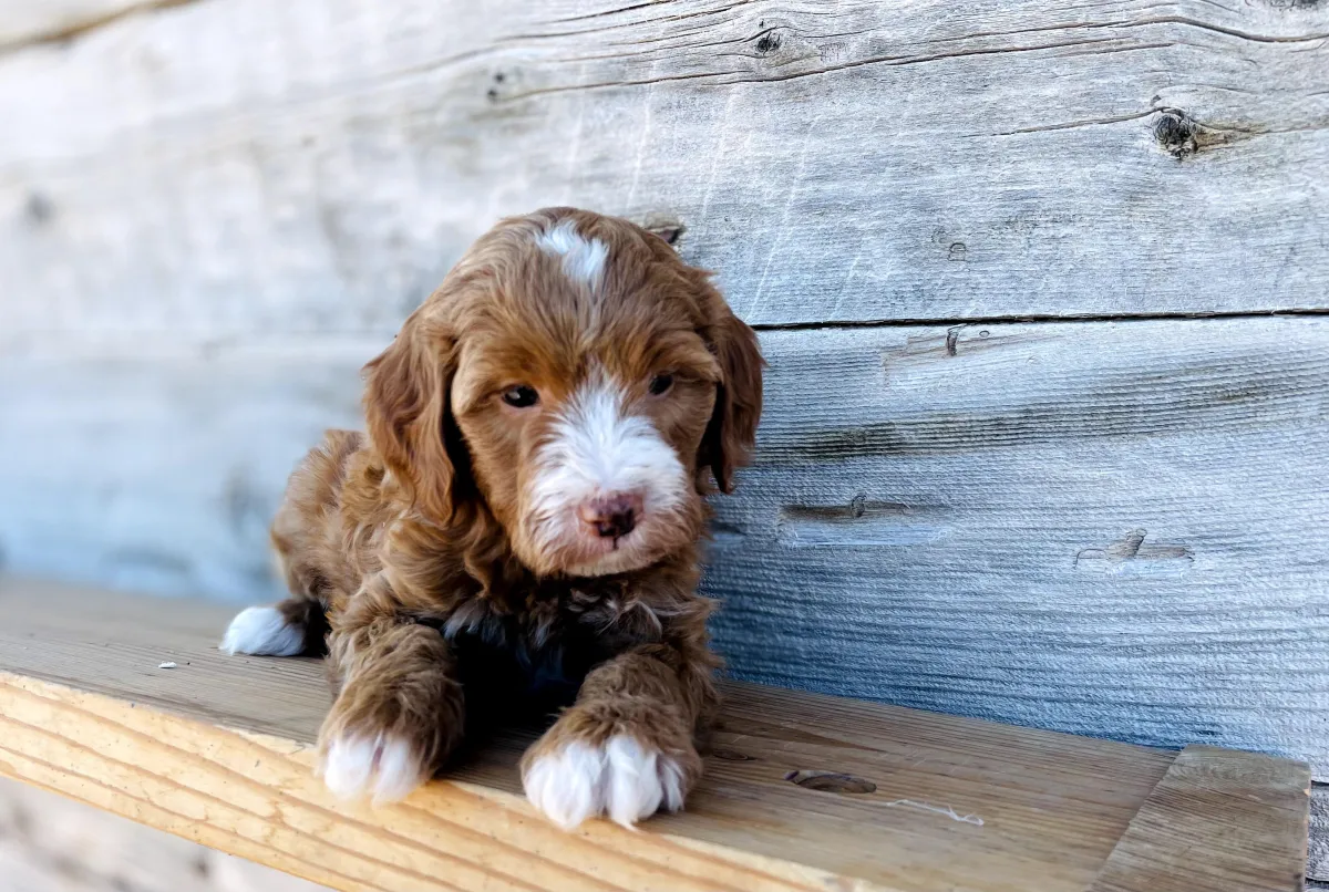 goldendoodle, mini goldendoodle, red goldendoodle, 