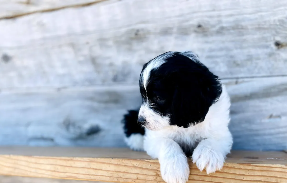 goldendoodle, mini goldendoodle, teddybear goldendoodle, poodle mix