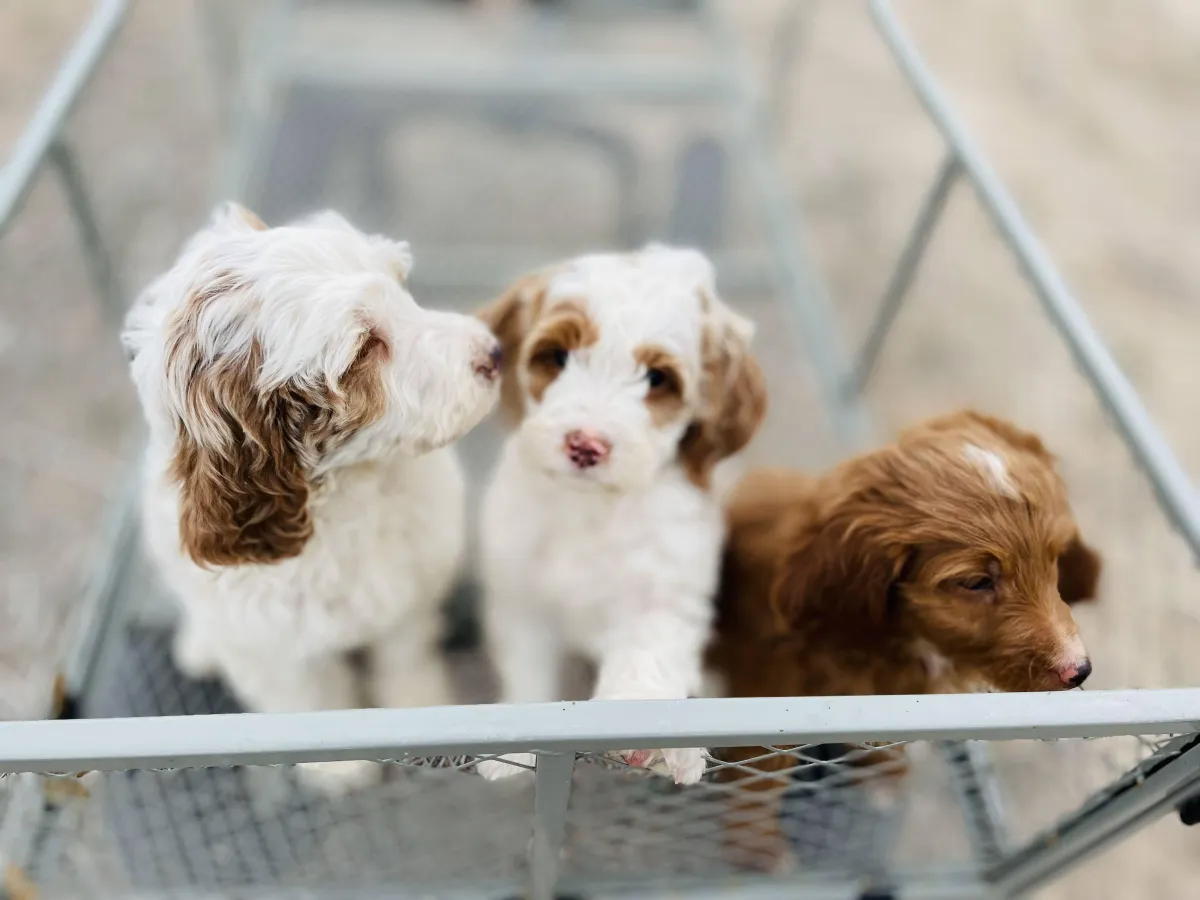 goldendoodle, mini goldendoodle, teddybear goldendoodle, poodle mix