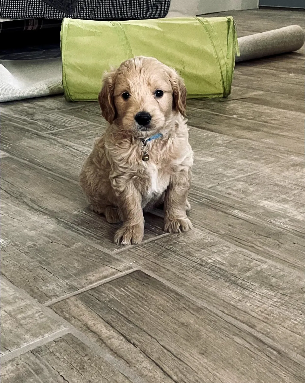goldendoodle, mini goldendoodle, teddybear goldendoodle, poodle mix