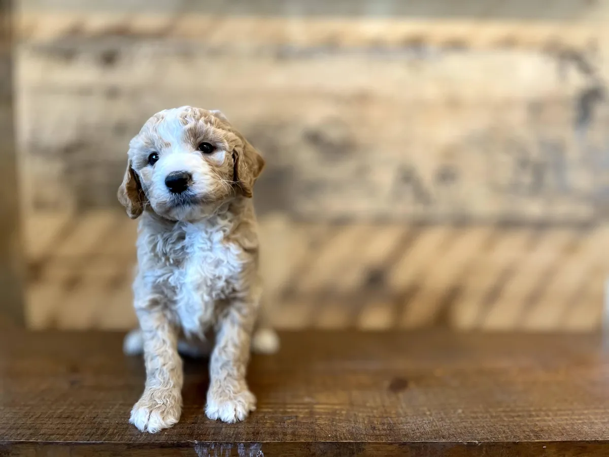 goldendoodle, mini goldendoodle, teddybear goldendoodle, poodle mix