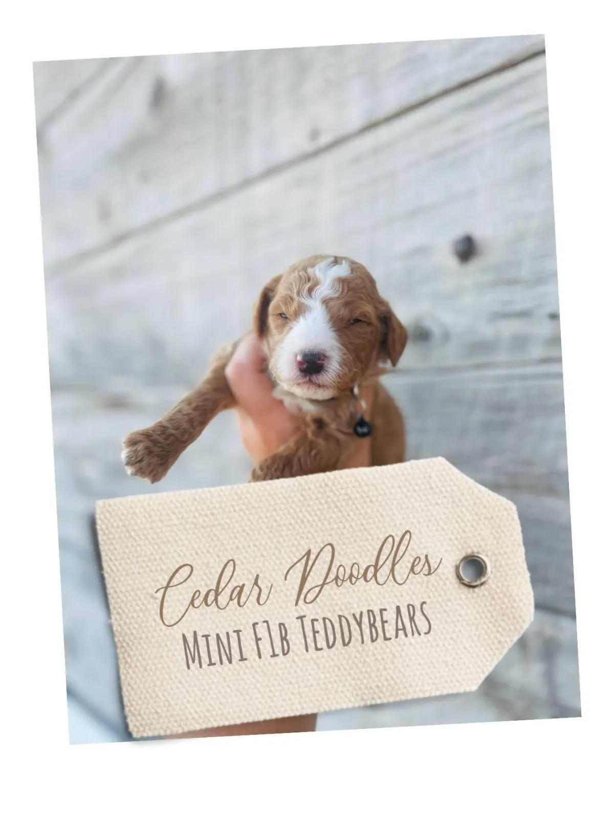 goldendoodle, mini goldendoodle, red goldendoodle, 