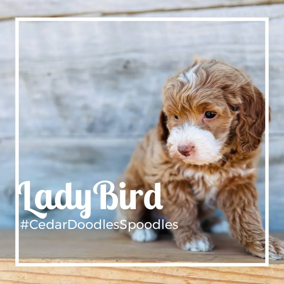 goldendoodle, mini goldendoodle, red goldendoodle, 