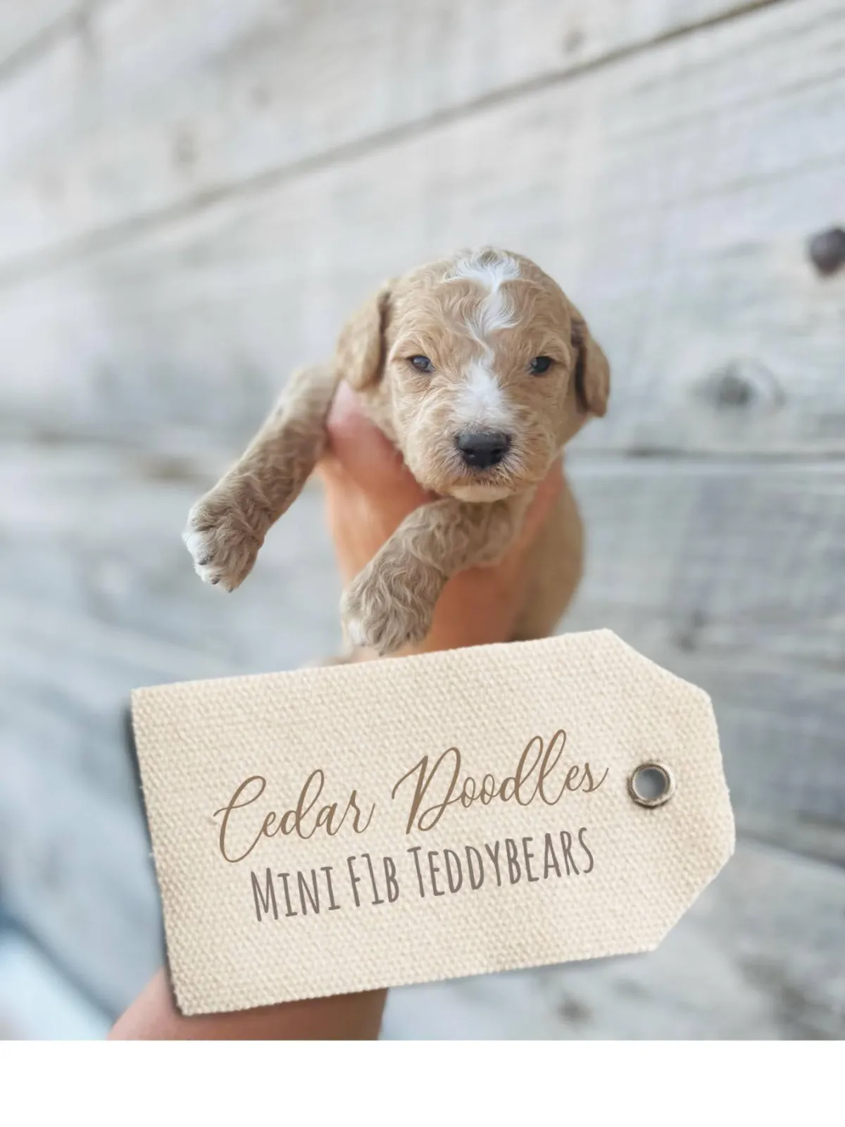 goldendoodle, mini goldendoodle, teddybear goldendoodle, poodle mix
