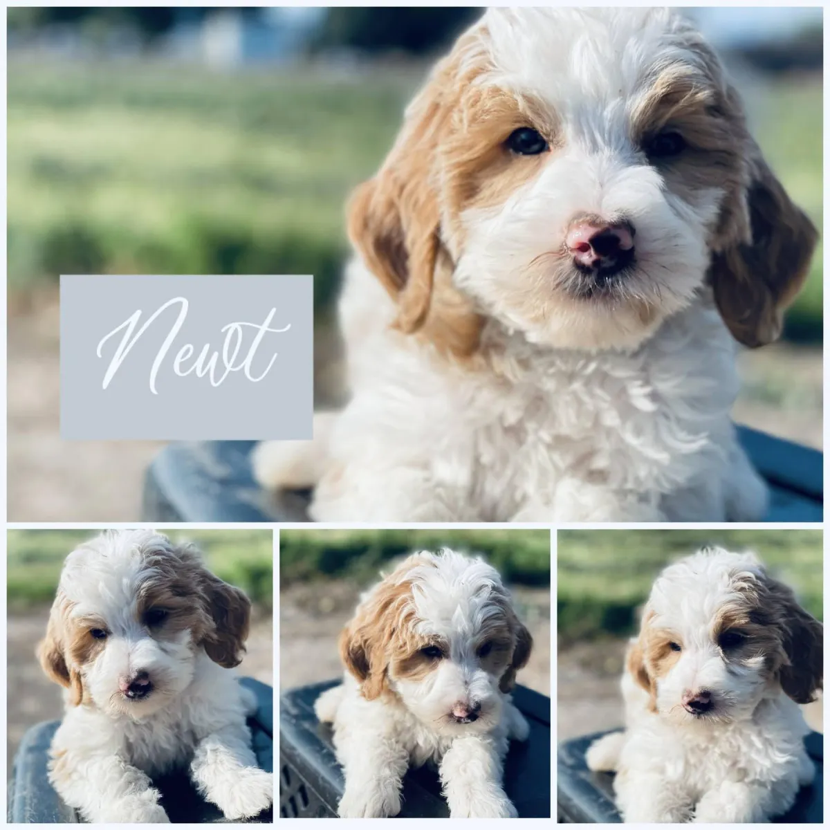 goldendoodle, mini goldendoodle, teddybear goldendoodle, poodle mixgoldendoodle