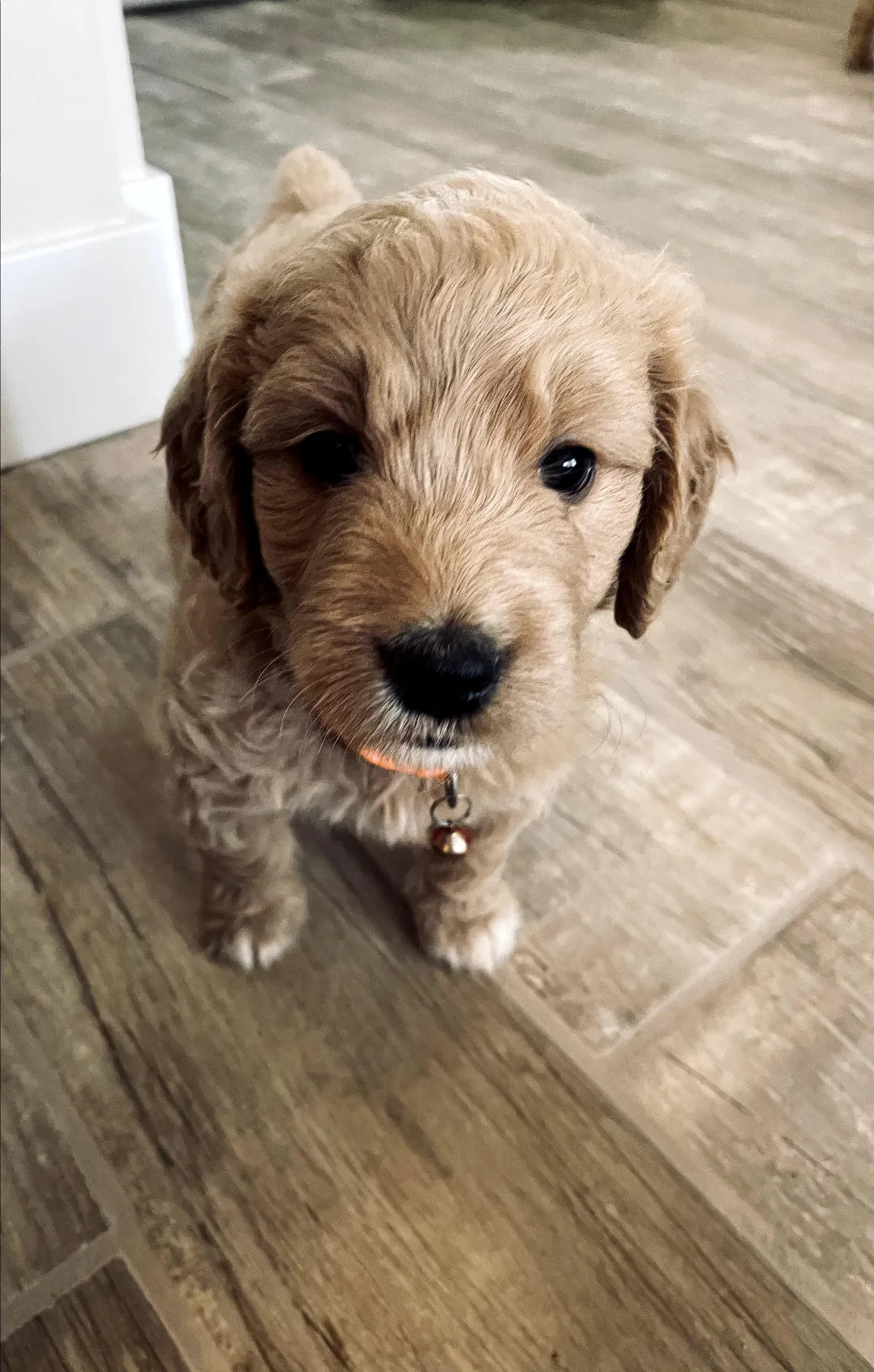 goldendoodle, mini goldendoodle, teddybear goldendoodle, poodle mix