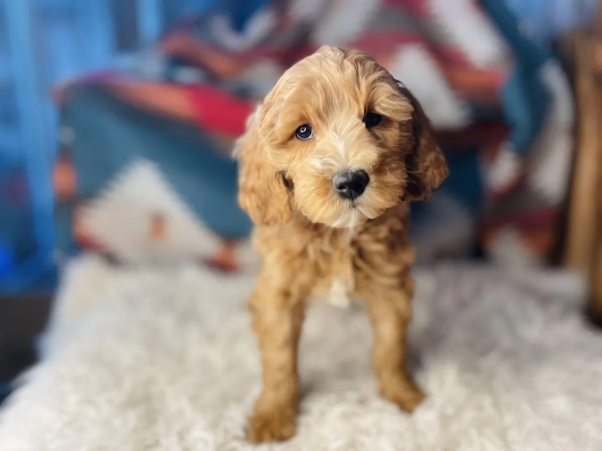goldendoodle, mini goldendoodle, teddybear goldendoodle, poodle mixgoldendoodle