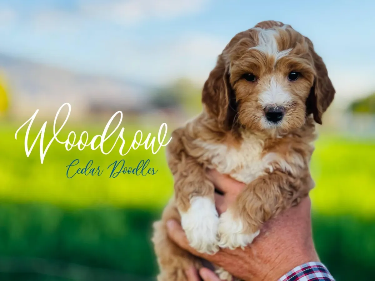 goldendoodle, mini goldendoodle, teddybear goldendoodle, poodle mix