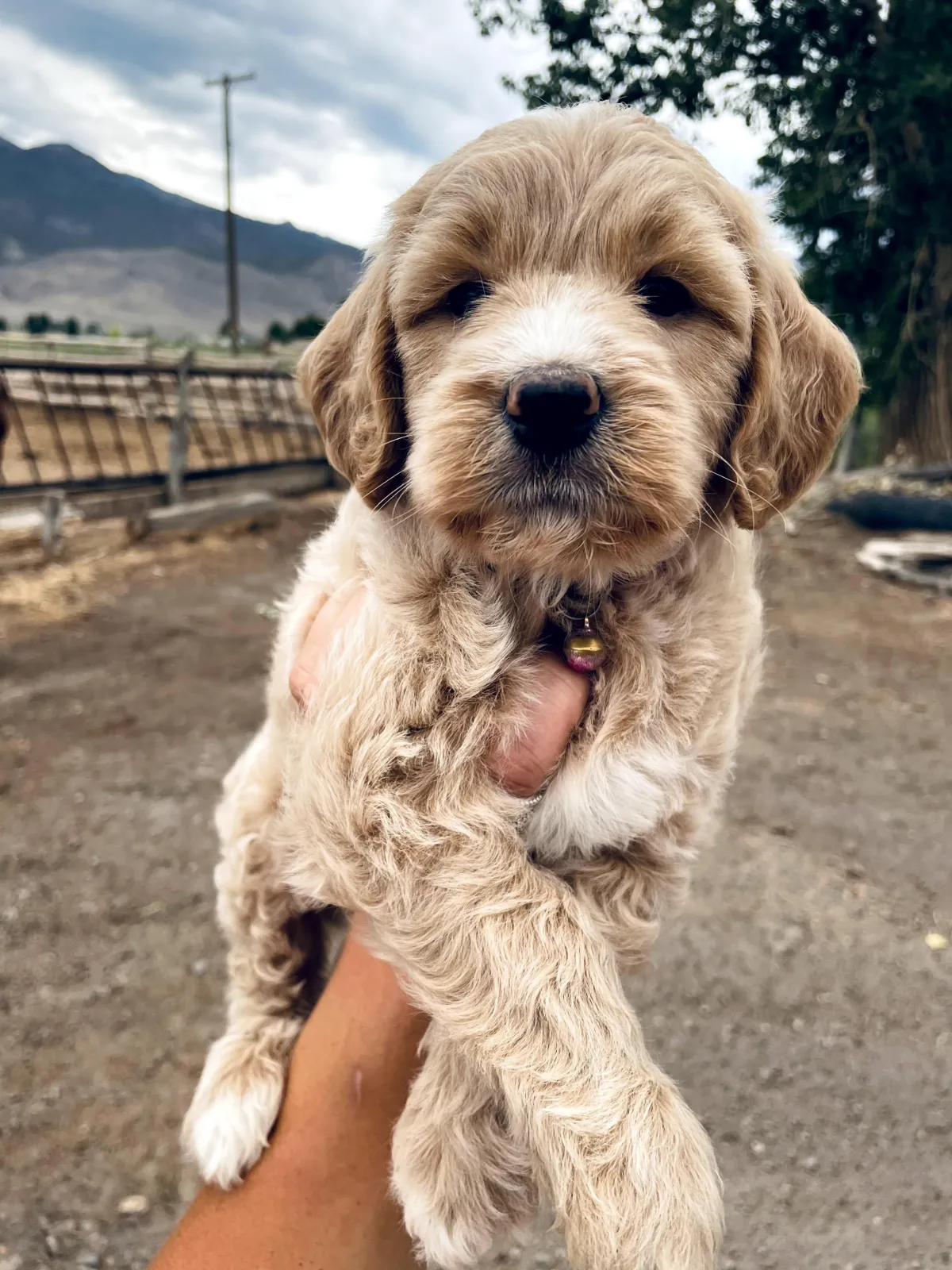 goldendoodle, mini goldendoodle, teddybear goldendoodle, poodle mix