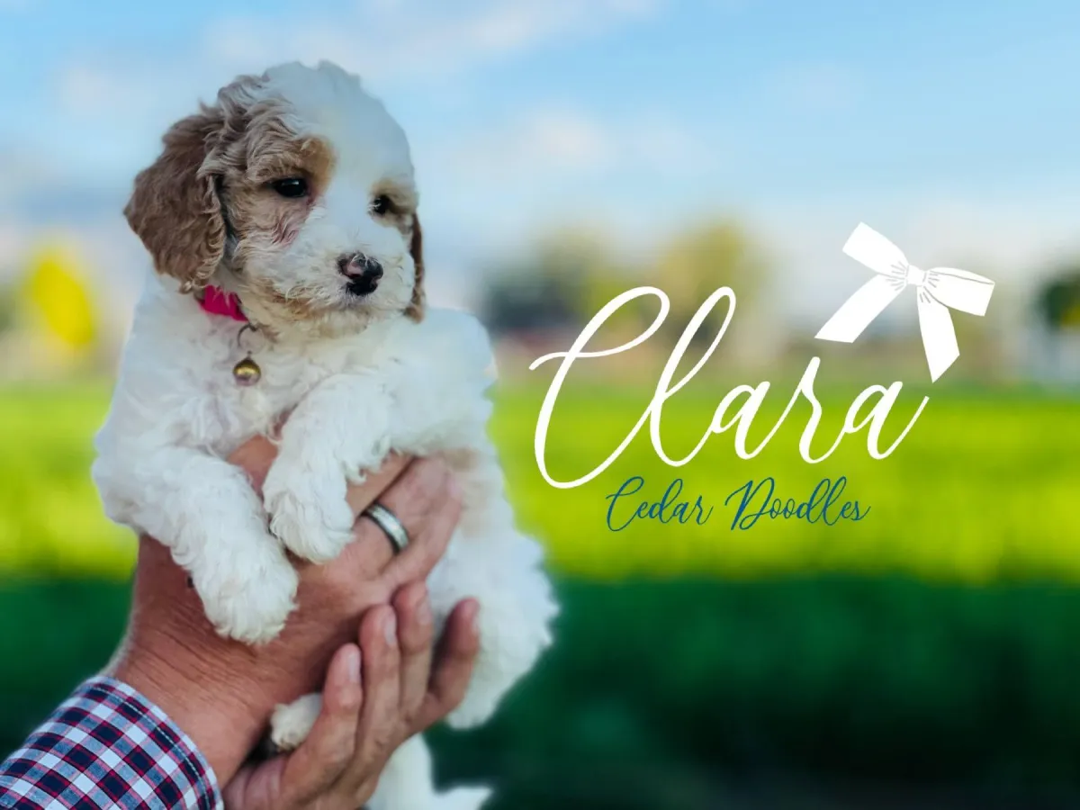 goldendoodle, mini goldendoodle, red goldendoodle, 